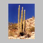 saguaro.JPG