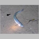 Grunion Run - Goleta Beach -- 29 JULY 2003