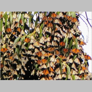 Monarch Butterflies - Ellwood Main Grove - Goleta - 16 December 2010