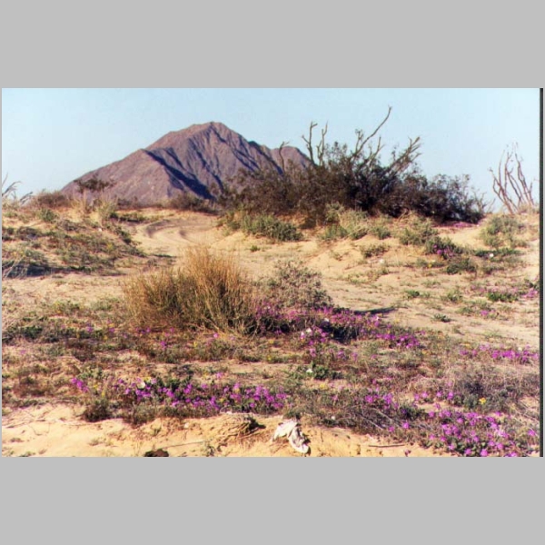 purpmtn.jpg