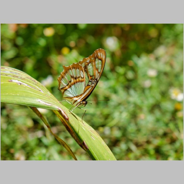 Butterflies Alive