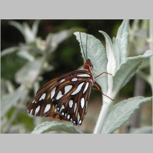 2011-0713-240.JPG