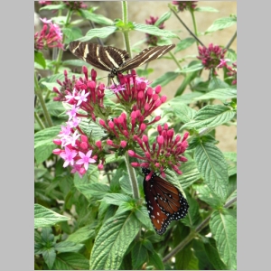 2011-0713-265.JPG