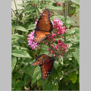 2011-0713-277.JPG