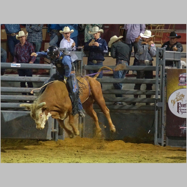 Professional Bull Riding