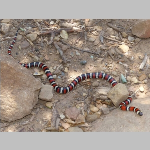 20140504-114-KingSnake.JPG
