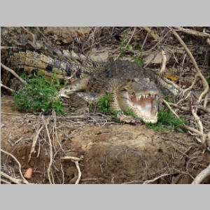 20140724-1289-Crocodile.JPG