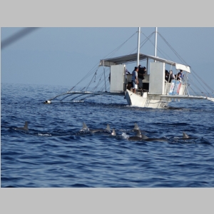 20140809-5610-Dolphins.JPG