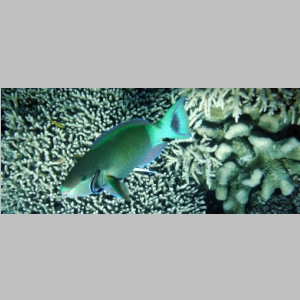 20140722-0274-U-crop.jpg
