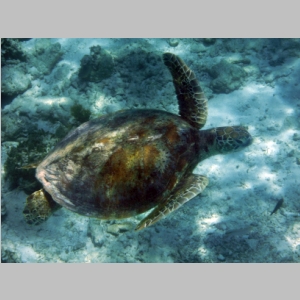 Bohol Philippines Underwater - August 2014