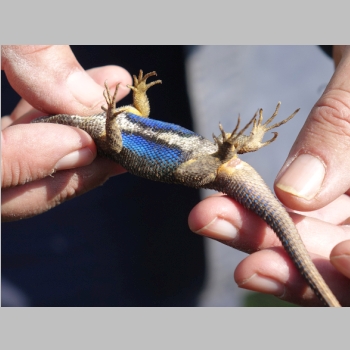 20150221-068-BlueBelly.JPG