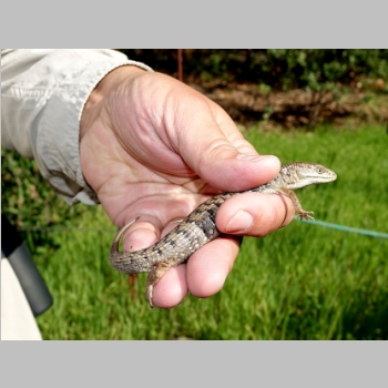 20150221-128-AlligatorLizard.JPG