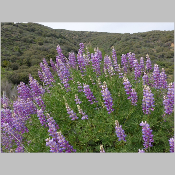 Cottonwood Canyon