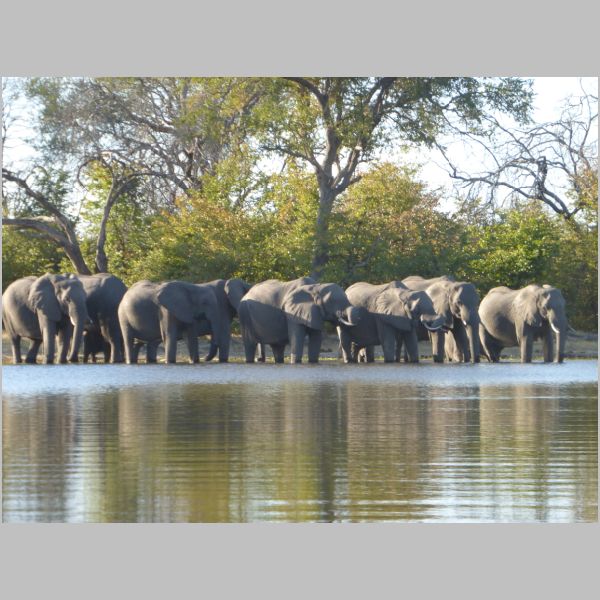 Joyce Axilrod - Recent Visit to Botswana