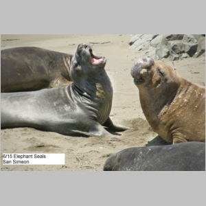 0615-P6150879-ElephantSeals.JPG